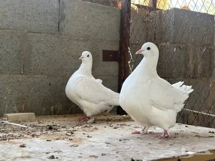 حمام فرش ابيض 0