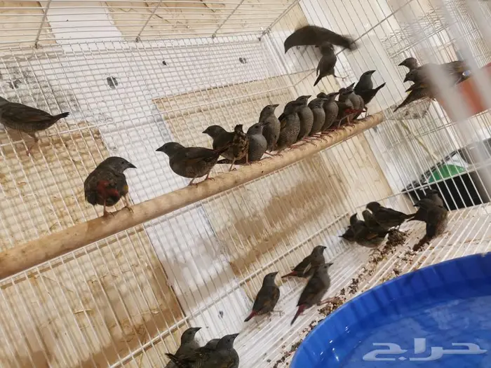 للبيع دفعة طيور مستوردة ب الاحساء 1
