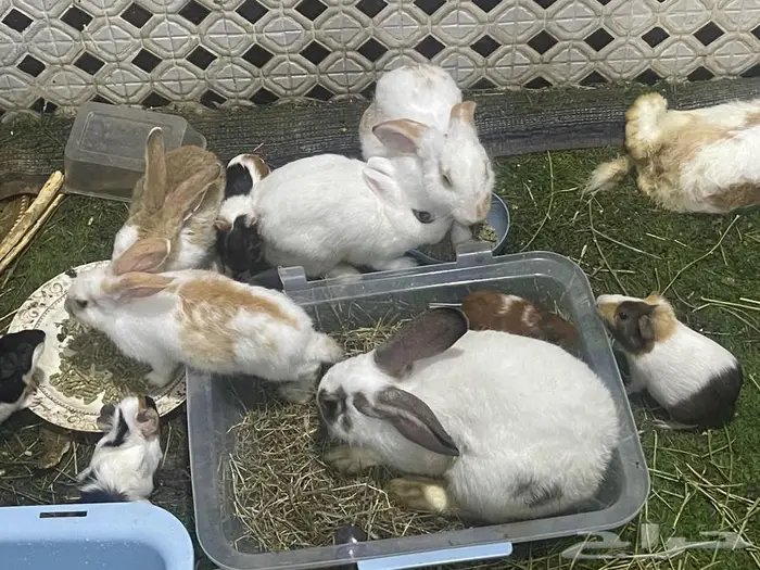 مجموعة ارانب للبيع 0