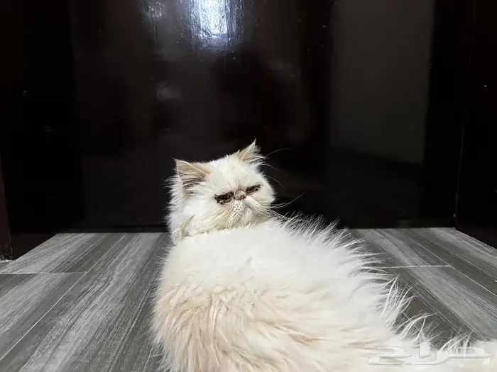 قط بكي فيس 2