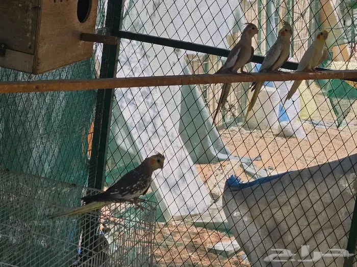 طيور كروان عشه كامله منتجين 0