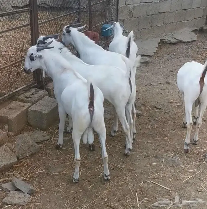 ذبايح تيوس بيشية 3