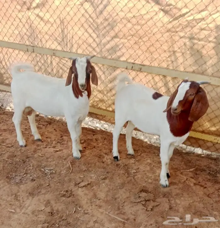 ماعز البورقت 1