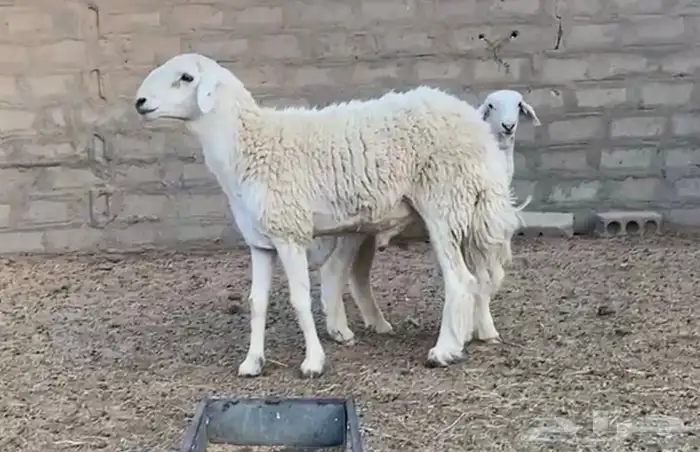 فحل حري مشروط 0