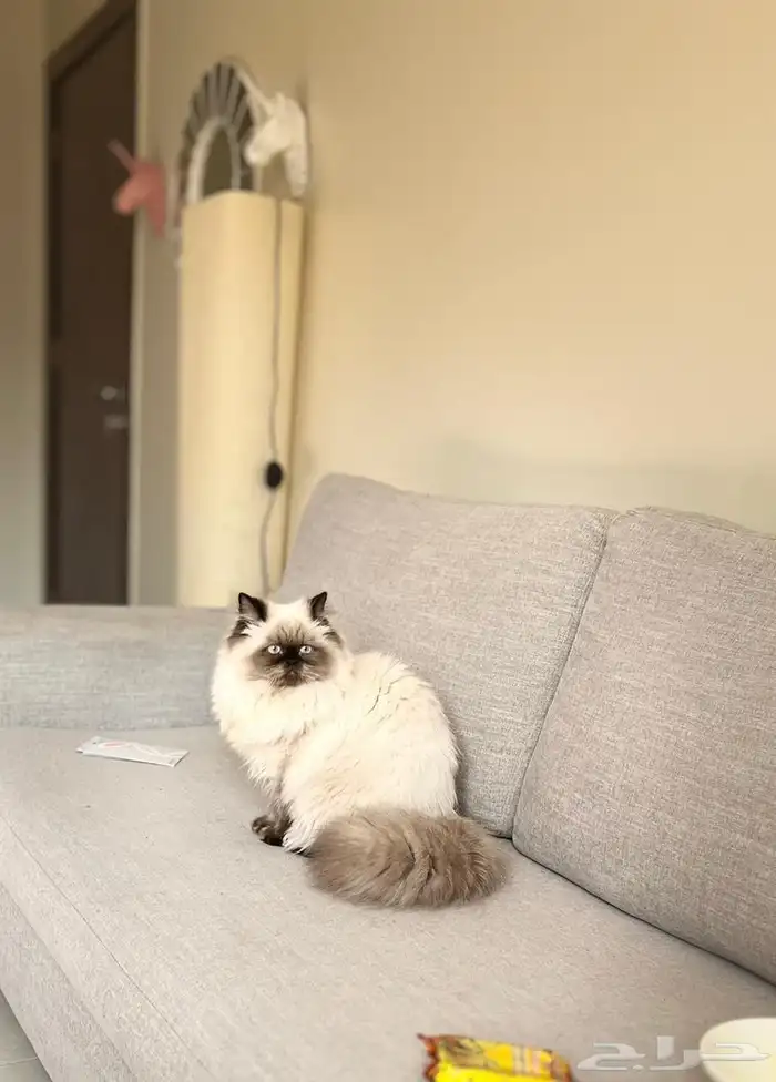 قطط 0
