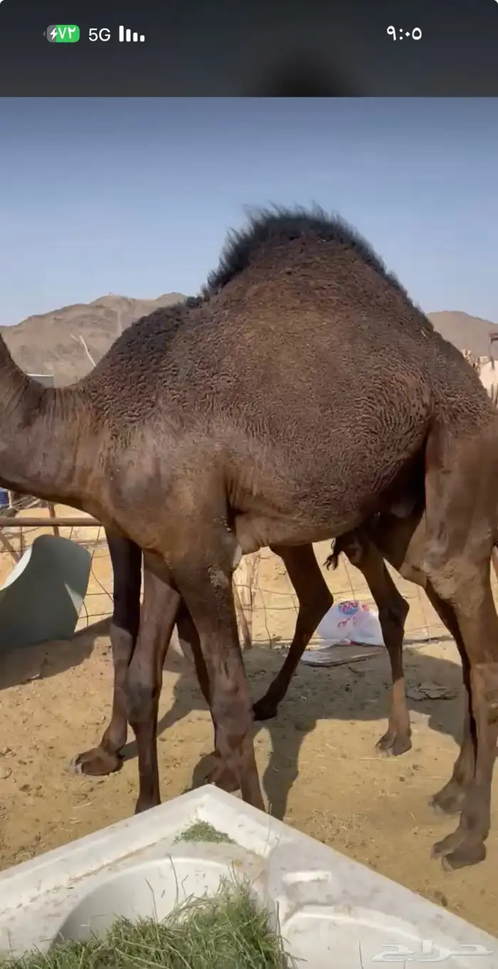 قعدان بلدي كفو وقعدان مستورد كفو ويوجد توصيل 0