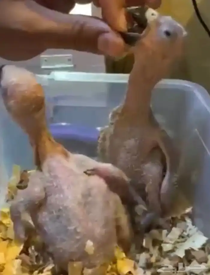 فرخ كاسكو انتاج محلي حجم بطل باقي فرخ 0