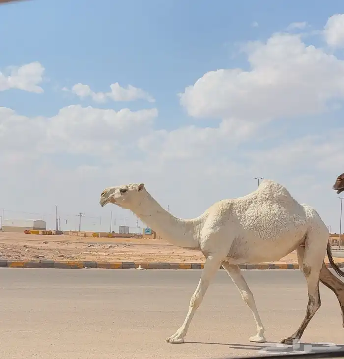 بكره باتليه طيبه ( تم البيع ) 3