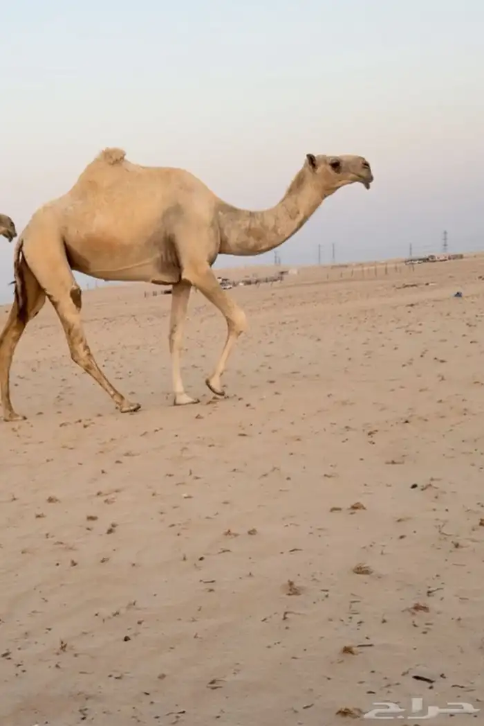 ناقة وضحا 0