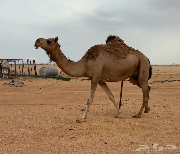 لقحه حمرا 3