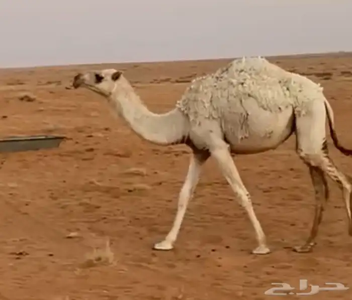 للبيع بكره مفروده 0