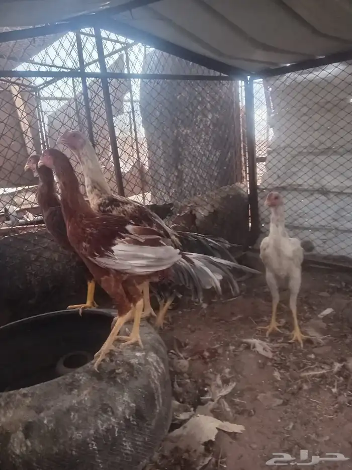 دجاج باكستاني 1