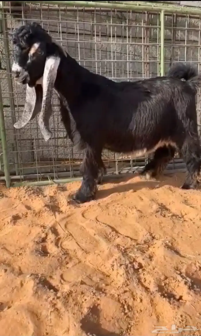 لعشاق النوادر والصنف والانتاج 0