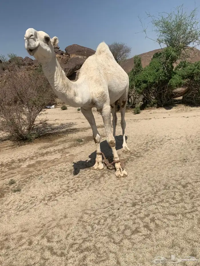 قعود الربيع ذاء جذع سلالته عقابي جده من ابوه عقاب الجليدي 1