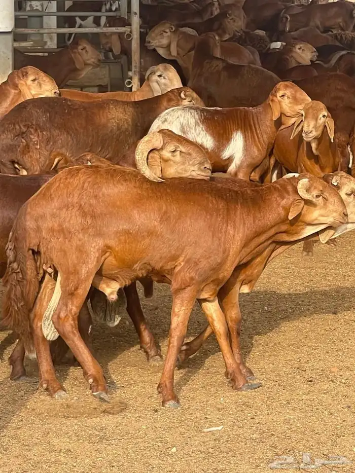ذبائح حشو( تيوس حريات عوارض طليان رخال ) 6