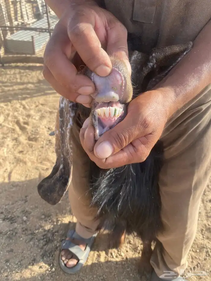 10 معزاء للبيع مع فحلها 3