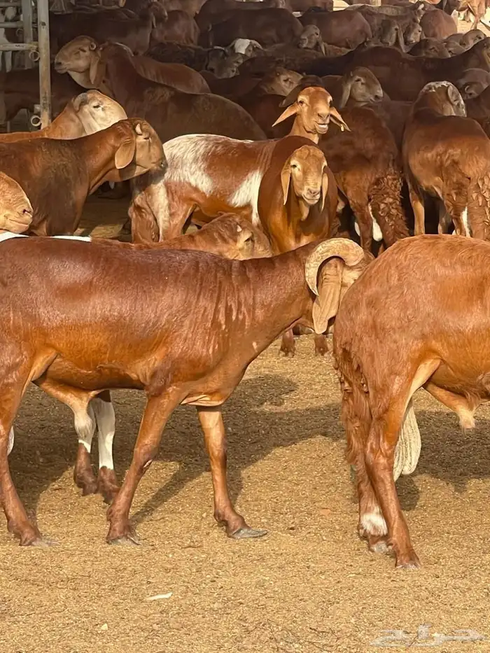 ذبائح حشو( تيوس حريات عوارض طليان رخال ) 8