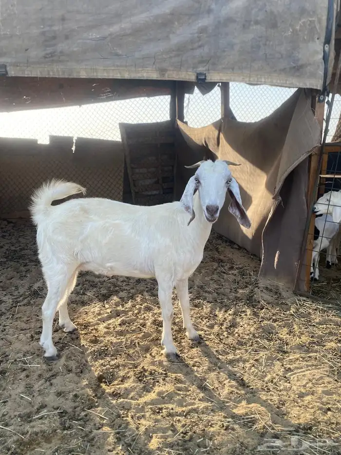 عنز للبيع 0