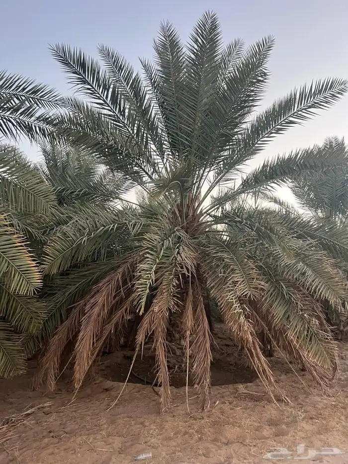 للبيع نخل باطوال مختلفة 4