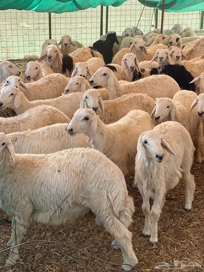 ذبائح حشو( تيوس حريات عوارض طليان رخال ) 12