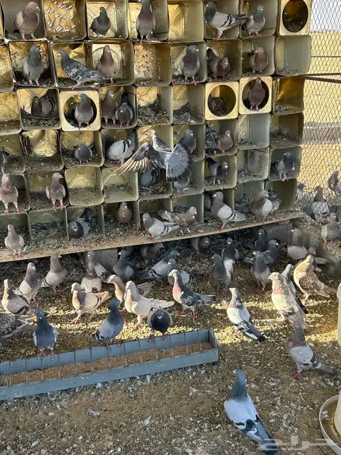 عشة حمام للبيع سلفر وزاجل 1