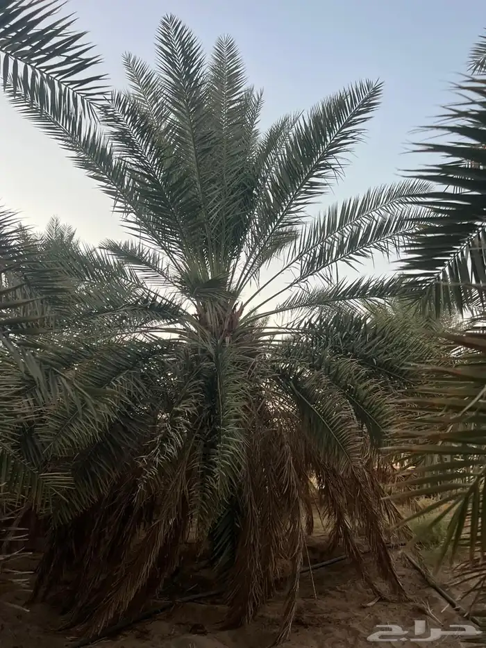 للبيع نخل باطوال مختلفة 0