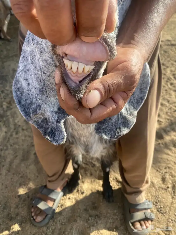 10 معزاء للبيع مع فحلها 8