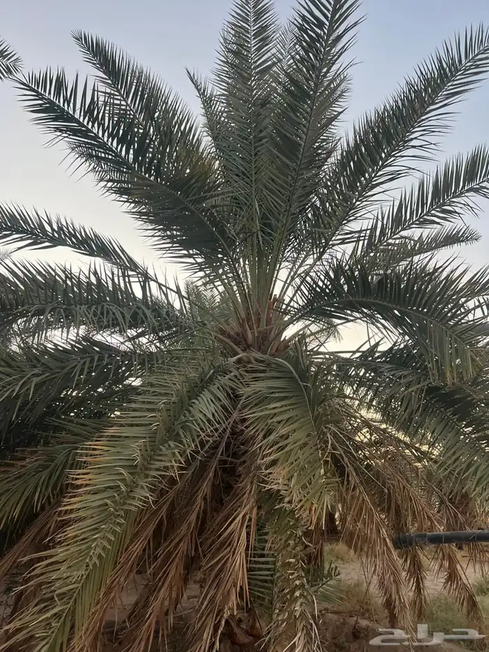 للبيع نخل باطوال مختلفة 1