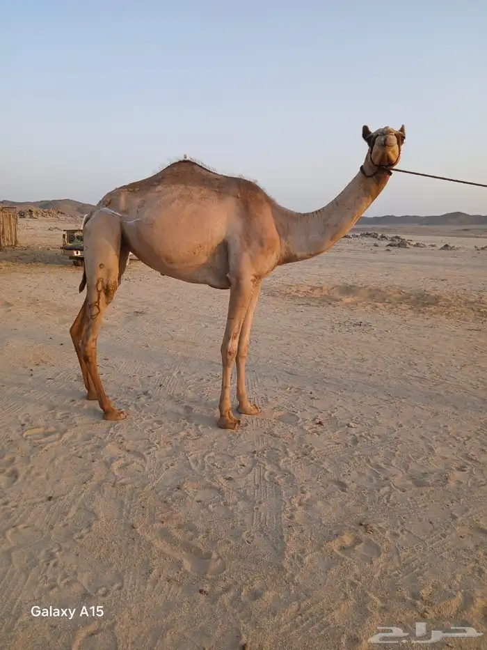 بكره جذعه 0