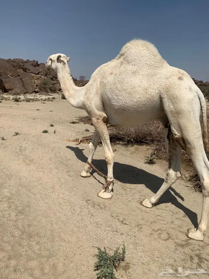 قعود الربيع ذاء جذع سلالته عقابي جده من ابوه عقاب الجليدي 2