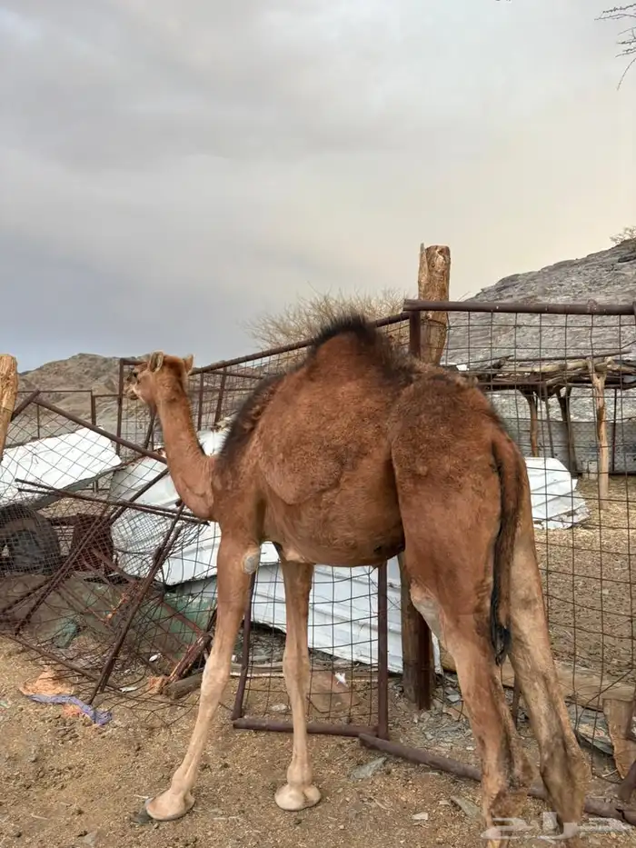 للبيع بكره مفروده 0