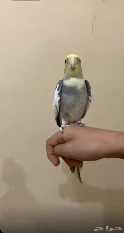 للبيع ببغاء كروان اليف 0