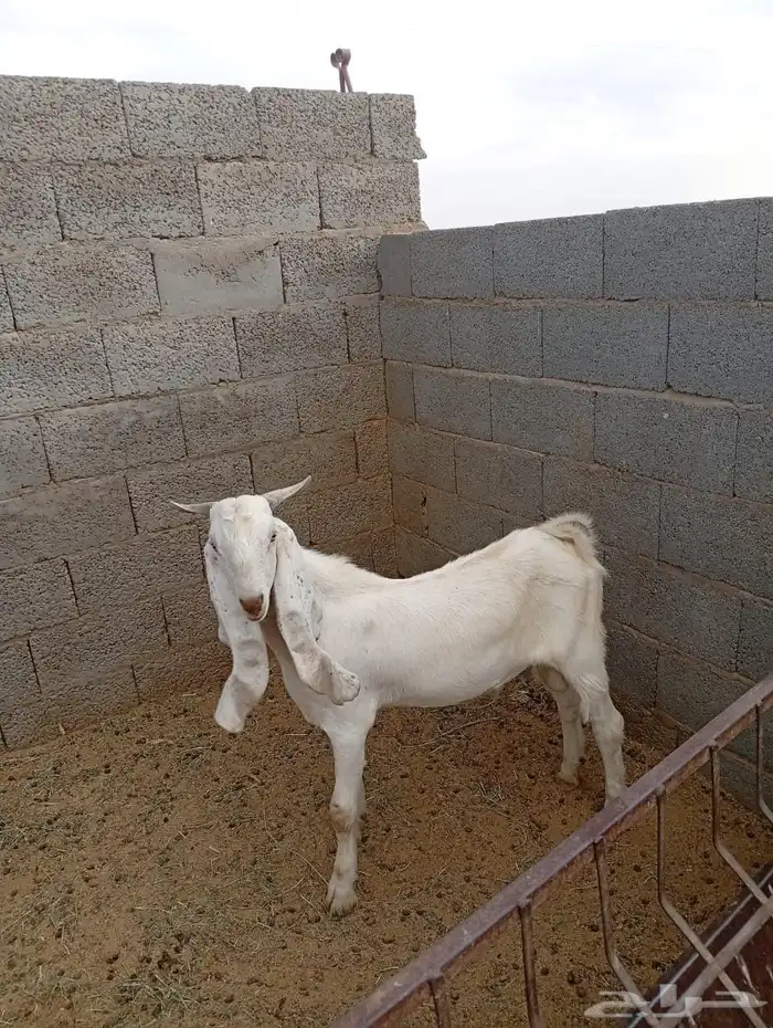 تيوس مطوره مشاريع فحول او ذبح 6