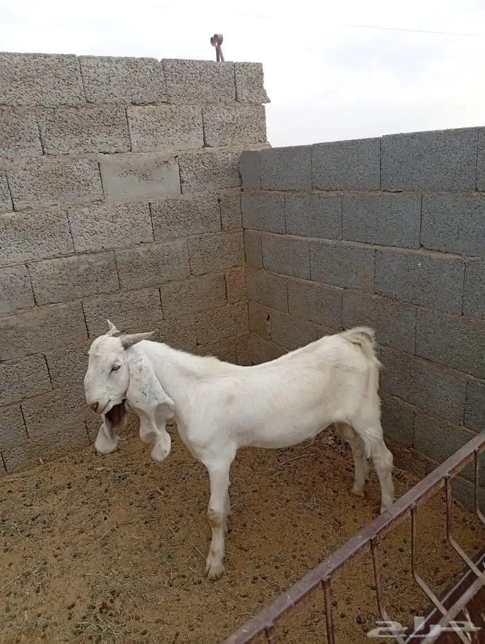 تيوس مطوره مشاريع فحول او ذبح 2