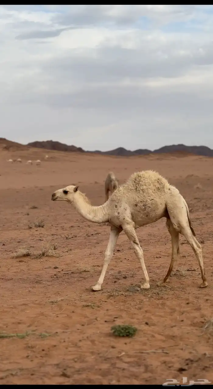 قعود للبيع 0