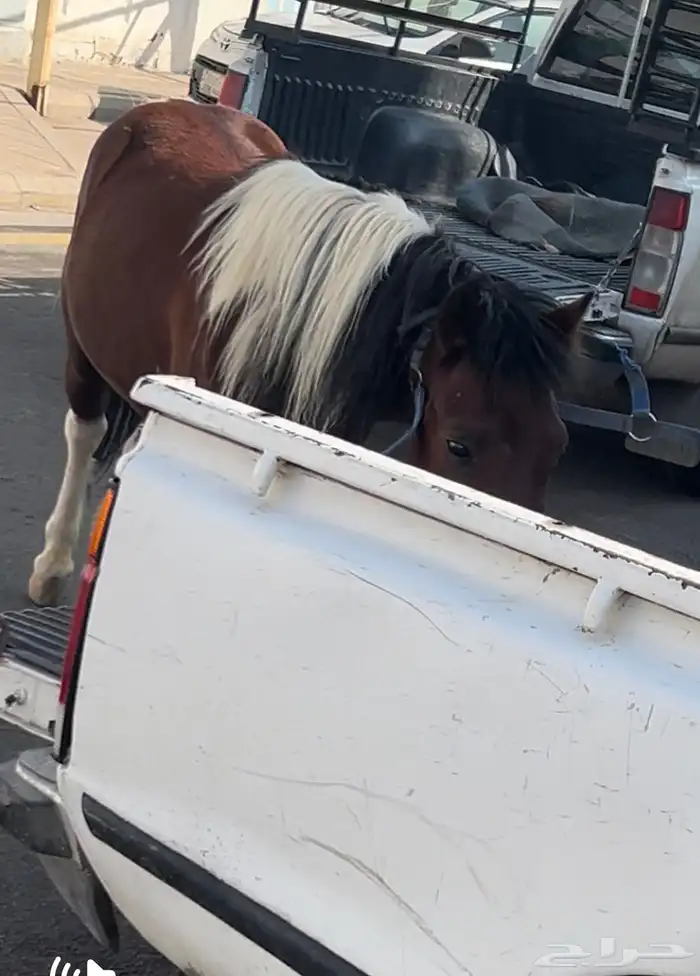 بوني صغير معسوف جميل جدا 6
