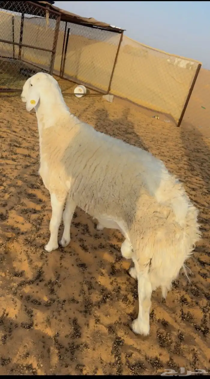 فحل حري كفو جدا ارتفاع وشعره مشروط أمراض سنه ثني 0