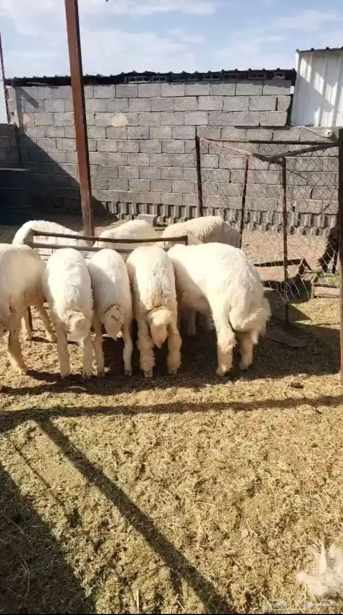 بهم حري طليان ذبايح 0