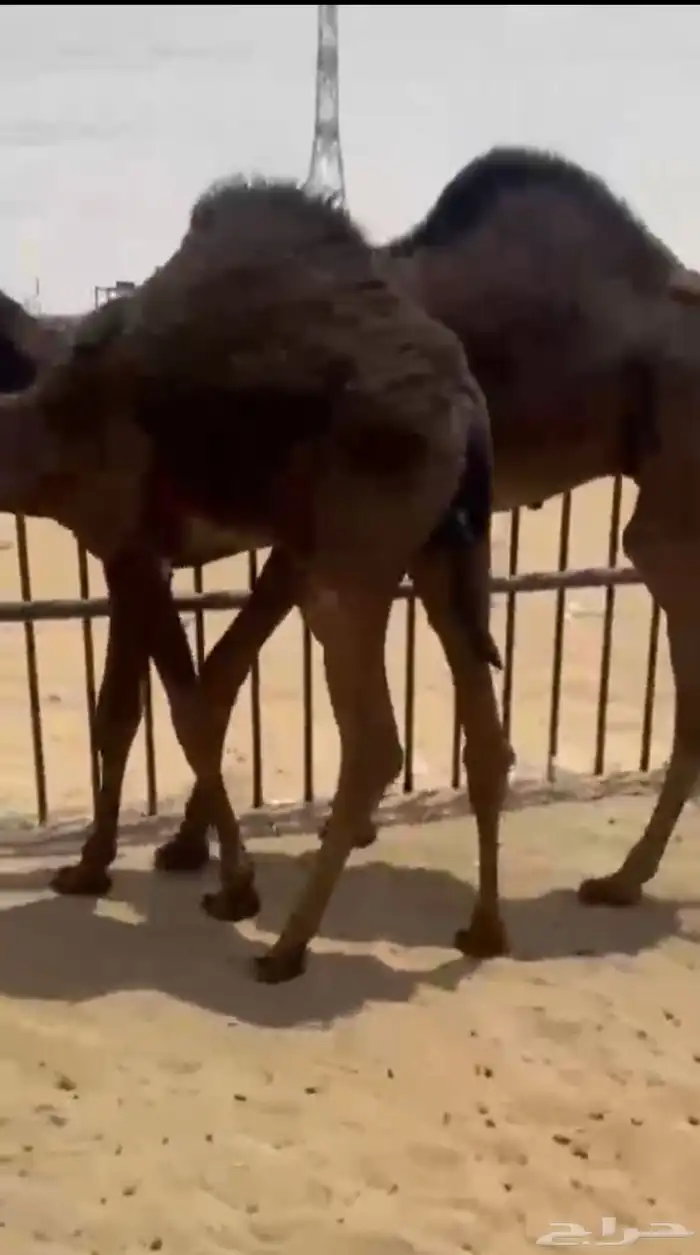 قعودين كفو زواجات ولا مبادي للبيع فل بلديه التواصل اتصال 1
