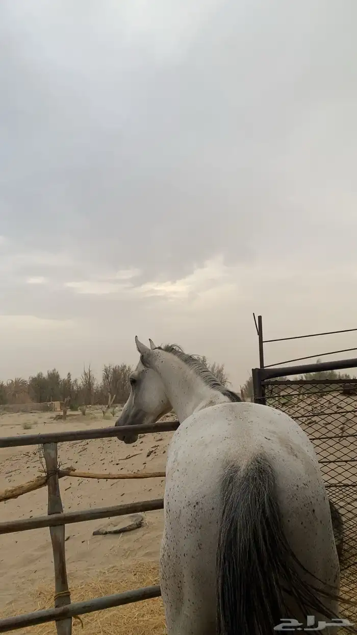خيل 1