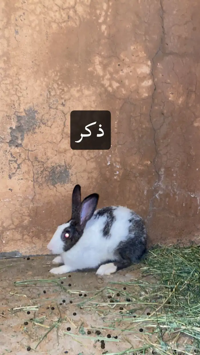 ارانب 2