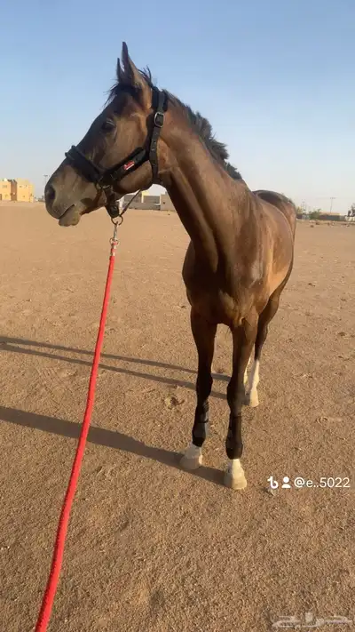 احصان اقلينزي سبوق index