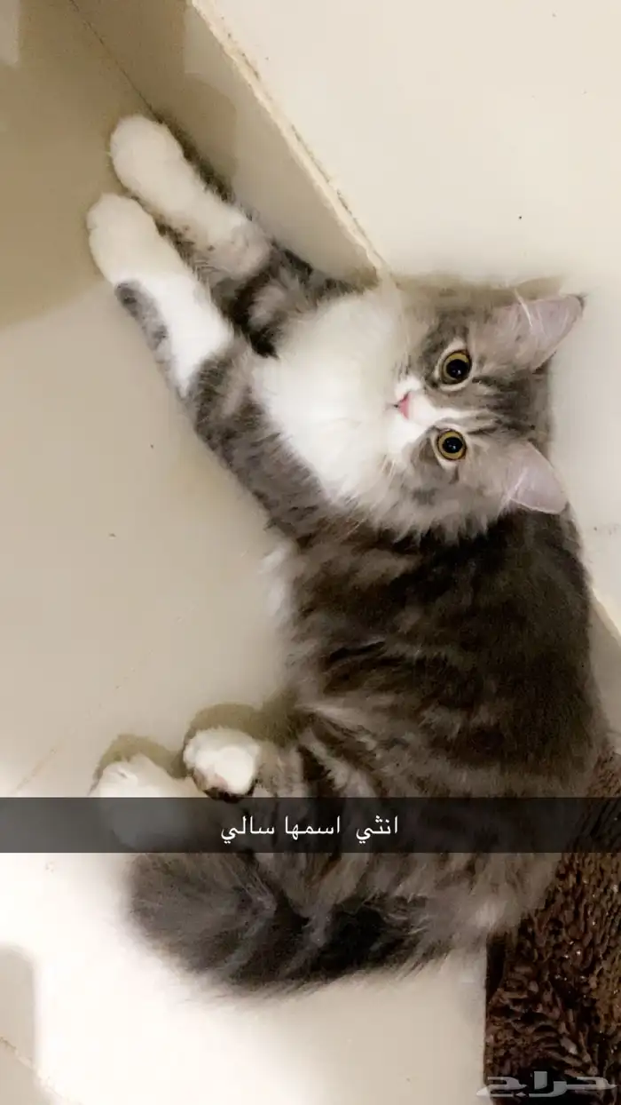 قطط شيرازي هملايا 2