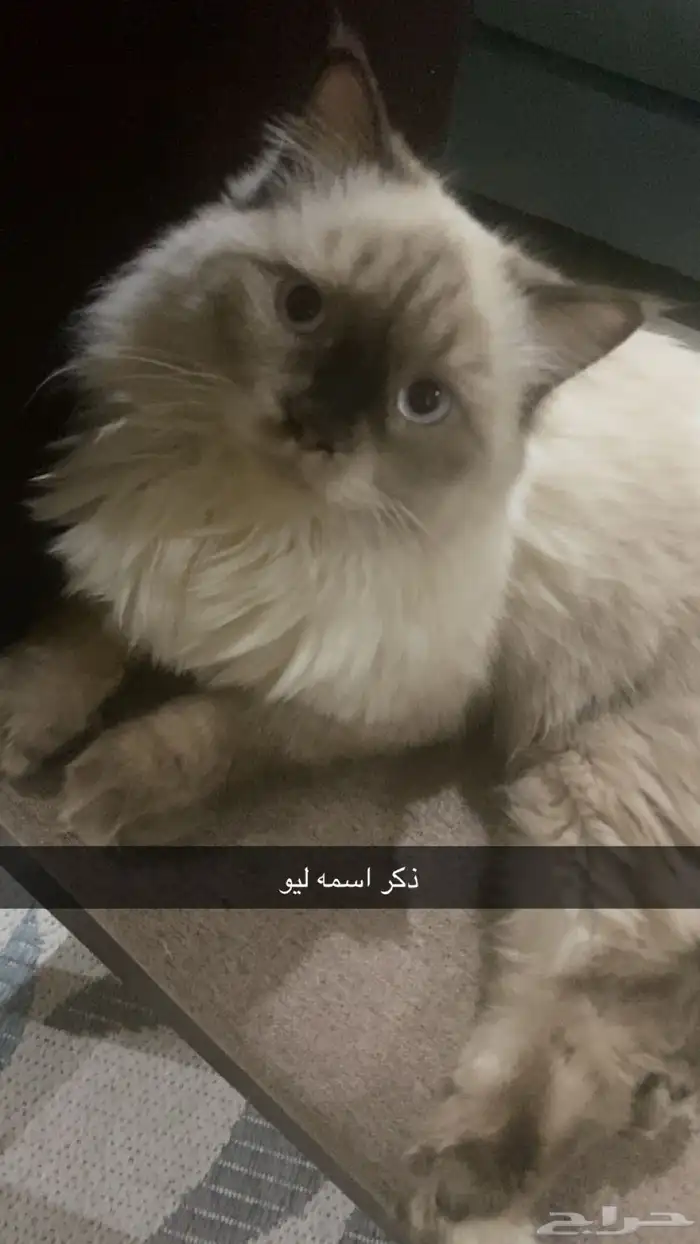 قطط شيرازي هملايا 0