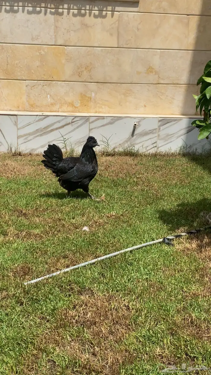 للبيع دجاجه حباحب 2