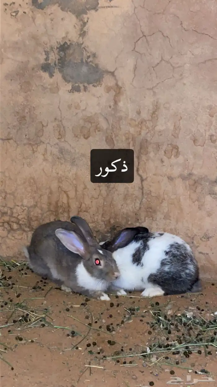 ارانب 1