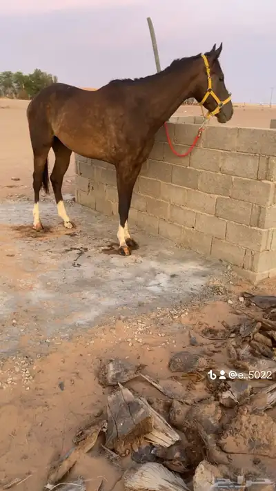 احصان اقلينزي سبوق index