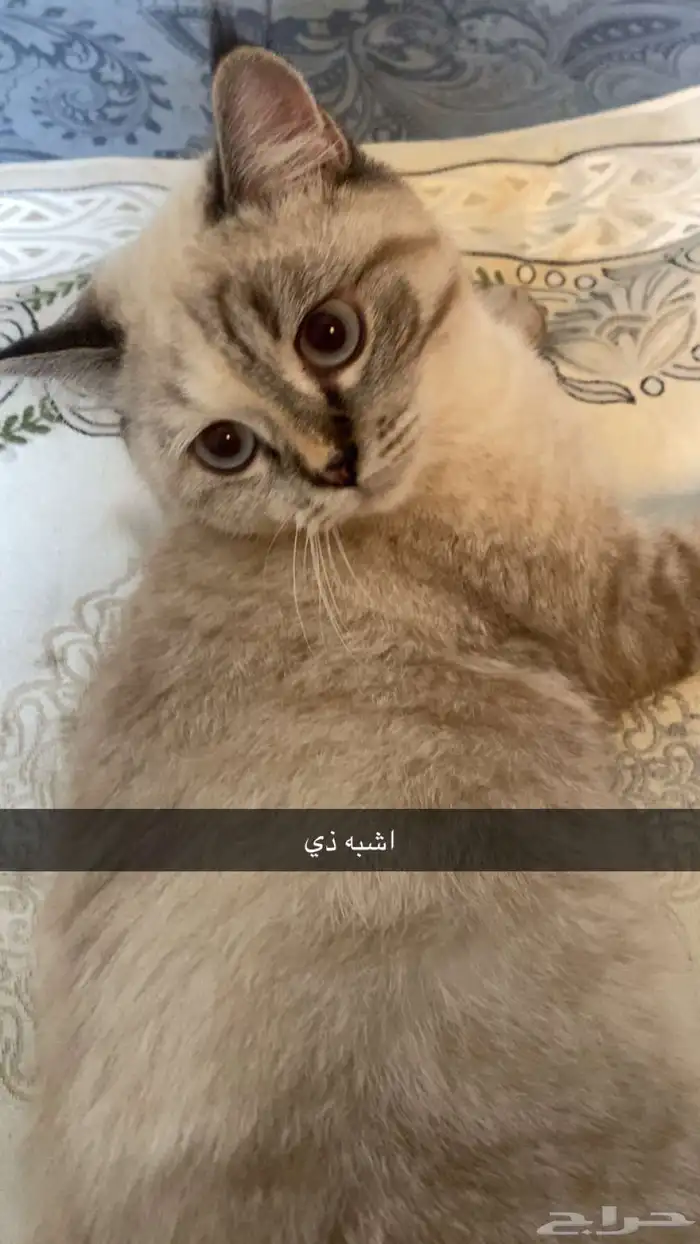 قطه للبيع 1