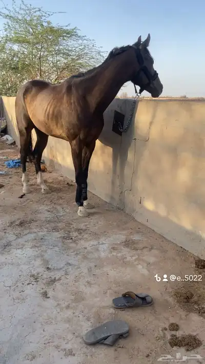 احصان اقلينزي سبوق index