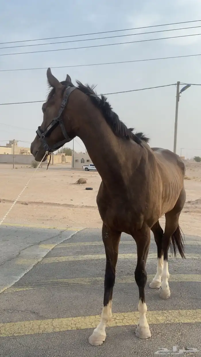 احصان اقلينزي سبوق 0